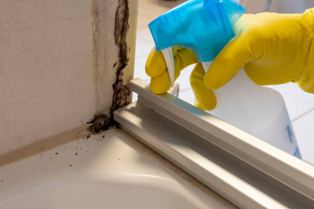 Professional Mold Removal in Chetek, WI